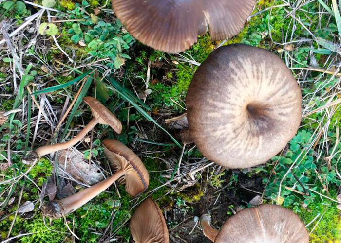 Vegetació de ribera a la ruta de la Gavarresa, un espai natural fresc per passejar a Artés.